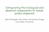 Integrating the biological and physical components of ... · Integrating the biological and physical components of maize pollen dispersal Mark Westgate, Ray Arritt, and Susana Goggi