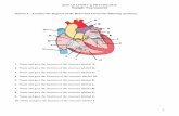 2019 ANATOMY & PHYSIOLOGY Sample Tournament...2 2019 ANATOMY & PHYSIOLOGY Sample Tournament Station A: Examine the diagram of the Heart and answer the following questions. 1. Name