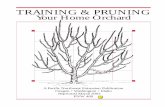 Training & Pruning Your Home Orchardcontent.libraries.wsu.edu/index.php/utils/getfile/collection/cahnrs-arch/id/351/... · Thinning out and heading back (Figure 9). Thinning-out pruning