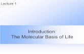 Introduction: The Molecular Basis of Lifecsci.viu.ca/~barskym/teaching/COMPBIO/Lecture1_1.MolecularBasisLife.pdf · The Molecular Basis of Life ... Male heredity Anton van Leeuwenhoek.