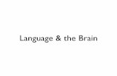 ling201 language and the brain - WordPress.com...2. Specific Language Impairment (SLI) Aphasia is a disorder of language and speech that is caused by a brain lesion which may be due