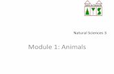 Module1:Animals’º... · VertebratesandInvertebrates’ Therearemany’diﬀerent’animals(Haymuchos posdeanimales): ’ • Invertebrates(Invertebrados):Some ’have’exoskeleton.