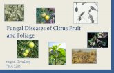 Fungal Diseases of Citrus Fruit and Foliage · Teleomorph: sexual or perfect stage Have separate names but now names are being consolidated (synonyms) oFungi where no sexual stage