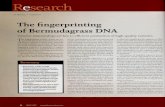 The fingerprinting of Bermudagrass DNAarchive.lib.msu.edu/tic/gcnew/article/2007aug84b.pdf · The fingerprinting of Bermudagrass DNA ... the human genome were represented by letters