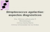 Streptococcus agalactiae: aspectos diagnósticos...Streptococcus agalactiae : implicancias en embarazadas y RN • S agalactiae hasta los años 30 era considerado un patógeno animal