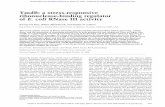 YmdB: a stress-responsive ribonuclease-binding regulator ...genesdev.cshlp.org/content/22/24/3497.full.pdf · YmdB: a stress-responsive ribonuclease-binding regulator of E. coli RNase