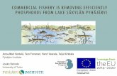 COMMERCIAL FISHERY IS REMOVING EFFICIENTLY ......Total commercial catch 1995-2016 15 milj. kg100 000 kg removed phosphorus 1/4 - 1/3 of the annual phosphorus load is removed from the