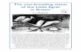 The non-breeding status of the Little Egret in Britain...The non-breeding status of the Little Egret in Britain A.J.Musgrove ABSTRACTThe Little Egret Egretta garzetta,formerly a rare