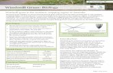Windmill Grass: Biology - Faculty of Sciences · Windmill grass in the southern cropping region of Australia Windmill Grass: Biology Factsheet Windmill grass (WMG) is a short-lived