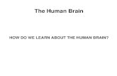 HOW DO WE LEARN ABOUT THE HUMAN BRAIN? · Methods of Studying the Human Brain Courtesy of University of Oregon Child and Family Center. Courtesy of Marcus E. Raichle. Used with permission.