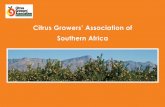 Citrus Growers’ Association of Southern Africa3b5dca501ee1e6d8cd7b905f4e1bf723.cdn.ilink247.com... · 2015-10-23 · 4 CGA represents the interests of producers of export citrus.