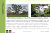 Plants in Focus, December 2016 Agathis robusta and · 2017-01-21 · Plants in Focus, December 2016 Agathis robusta and Agathis australis s of c Gardens map last page Phone: 5222