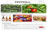 peppers - Washington State University• There are 2 pepper categories: Sweet Peppers (mild taste) and Chili Peppers (hot and spicy). • California and Florida grow over 75% of the