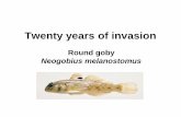 Round goby Neogobius melanostomus - MENDELUweb2.mendelu.cz/af_291_projekty/files/11/11-prezentace...•Neogobius melanostomus growth rates are highly variable and site specific •males