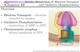 Aerobic Metabolism II: Electron Transport Chapter …web.gccaz.edu/~san2159818/Chapter 10 Slides.pdfChapter 10 nElectron Transport –electron transfer to oxygen nOxidative Phosphorylation–