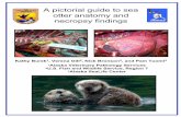 A pictorial guide to sea otter anatomy and necropsy findings · 2013-07-26 · A pictorial guide to sea otter anatomy and necropsy findings Kathy Burek1, Verena Gill2, Nick Bronson2,