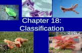 Chapter 18: Classificationmbenzing-biology.weebly.com/uploads/1/1/0/3/... · that is the basis of modern classification systems. –Linnaeus’s system was based on physical and structural