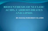 BY: RASAQ NURUDEEN OLAJIDE NOTES/3/2/RASAQ-NURUDEEN-OLAJIDE... · lecture content introduction biosynthesis of nucleic acid de novo purine synthesis regulation of purine nucleotide