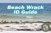 Beach Wrack Guidehunt — find and identify plants and animals found in beach wrack, and discover a wealth ... green when fresh and white when sun-bleached Fun Fact: These urchins