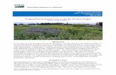 Final Study Report: Irrigated Warm Season Cover Crops for ...widely used: pearl millet, teff, phacelia, safflower, sunflower, cowpea, soybean, and sunn hemp. MATERIALS AND METHODS