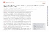 Molecular Mechanism for Antibody-Dependent …Molecular Mechanism for Antibody-Dependent Enhancement of Coronavirus Entry Yushun Wan, aJian Shang, Shihui Sun,b Wanbo Tai,c Jing Chen,d