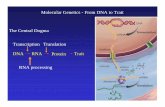 Molecular Genetics - From DNA to Trait The Central Dogma ... · Transcription The decision to transcribe a gene is the most important step in the control of gene expression. Transcription