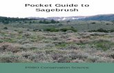 Pocket Guide to Sagebrush - U.S. Forest Service · Bud sagebrush (Artemisia frigida, A. papposa, A. pedatifida, A. porteri, and A. spinescens). Interested readers can find more in