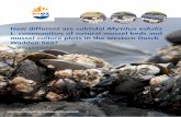 L. communities of natural mussel beds and mussel culture ... L. communities of natural mussel beds and