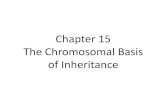 Chromosomal Basis of Inheritance - Biolympiads · The Chromosomal Basis of Inheritance . Timeline •1866- Mendel's Paper •1875- Mitosis worked out •1890's- Meiosis worked out