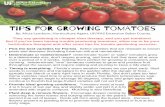Tips for Growing Tomatoes - University of Florida · TipS foR gRowINg TomAToEs By: Alicia Lamborn, Horticulture Agent, UF/IFAS Extension Baker County ... seeds in containers and transplant