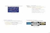 Phytoplankton - University of California, Santa Cruz · - focus light into cells & nutrient uptake Haptonema- thread like extension involved in prey capture-Phagotrophic lack coccoliths