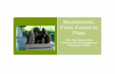 Mushrooms: From Forest to Plate...Greek words mykes, meaning fungus, and rhiza, meaning root. Mycorrhizal fungi are fungi that have developed a symbiotic (mutually beneficial) relationship