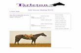 Sale Horses (Spring 2017) - Tarleton State University Horses for Sale 2017.pdf · Sale Horses (Spring 2017) 2 Year Olds _____ TSU REYS SMOKN WITHC DOC O’LENA. 2015 Chestnut Mare