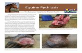 Equine Pythiosis - LSU AgCenter/media/system/e/b/d/0...spread from animal to human or animal to animal, and the animal cannot “infect” the area in which it lives. Researchers believe