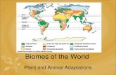 Biomes of the World - Weeblykarenhilliard.weebly.com/uploads/1/6/3/5/16353128/biomes_and_adaptations.pdf · Biomes and Adaptations •Biome- A large geographic area with similar climate