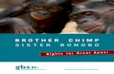 Brother chimp SiSter BonoBo - GAP Projectapes. More than that: not only were our ancestors apes, we still apes. are In the hierarchical terms of zoological taxonomy, humans belong