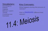 Homologous Meiosis I and II meiosis...MEIOSIS is a specialized type of cell division that occurs in the formation of gametes such as egg and sperm. Meiosis appears much more complicated