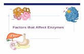 Factors that Affect Enzymes Notes 23-47.pdfFactors Affecting Enzyme Function ... Temperature pH Salinity Activators Inhibitors catalase. AP Biology Enzyme concentration enzyme concentration