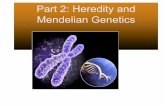 Part 2: Heredity and Mendelian Geneticssciencerocksium.weebly.com/.../sbi_3u_student_notes_unit_3_part_2.pdf · The Inheritance of One Trait Gregor Mendel, an Austrian monk, studied