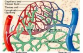 Lymphatic system - Cuyamaca College · lymphatic system • Lymph is similar to plasma of the blood – Differences are in the ionic and protein concentrations • Fluid in the cardiovascular