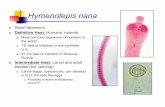 Hymenolepis nana - marlin · Hymenolepis nana Dwarf tapeworm Definitive Host: Humans, rodents Most common tapeworm of humans in the world 1% rate of infection in the southern U.S.