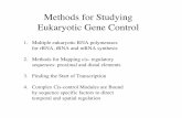 Methods for Studying Eukaryotic Gene Control Contr. lec 18 Tjian.pdf · Methods for Studying Eukaryotic Gene Control 1.Multiple eukaryotic RNA polymerases for rRNA, tRNA and mRNA