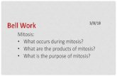 Mitosis: What occurs during mitosis? What are the products ... · Asexual Reproduction 1. Requires only 1 parent 2. Offspring are identical to parent 3. Examples: Binary Fission (bacteria),
