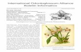 International Odontoglossum Alliance Boletín Informativo · 2020-03-05 · acterística típica de Odm. hunnewellianum y que los- epara fácilmente de otras especies e híbridos