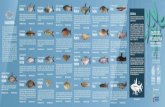peces Cuduyari plegable - Instituto Amazónico de ... graficos/PDF... · Especies Migratorias de la Biodiversidad en Colombia — Peces. Vol 2. 2013. Ministerio de Ambiente y Desarrollo