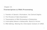 Transcription & RNA Processingcontents.kocw.net/KOCW/document/2014/Pusan/parkyeonghun/10.pdf · Concurrent Transcription, Translation, and mRNA Degradation In prokaryotes, the translation