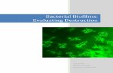 Bacterial Biofilms: Evaluating Destruction de Regt.pdf · shear forces in the bacterial membranes. In this project, a simple method is described for growing biofilms in such a way