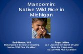 Manoomin: Native Wild Rice in MichiganThe need for wild rice is questionable in . Michigan…The establishment of rice beds in many places conflicts with other recreational interests…at