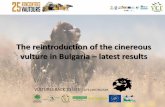The reintroduction of the cinereous vulture in Bulgaria ...rapaces.lpo.fr/.../3044/reintroduction-cinereous-vultures-bulgaria-jose-tavares.pdf · the young vulture spent its first