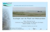 daphne van der wal-01 · NETHERLANDS INSTITUTE OF ECOLOGY Ecologie van dEcologie van ddde Plaat van e Plaat van e Plaat van Walsoorden Walsoorden Peter Herman et al. Centrum voor